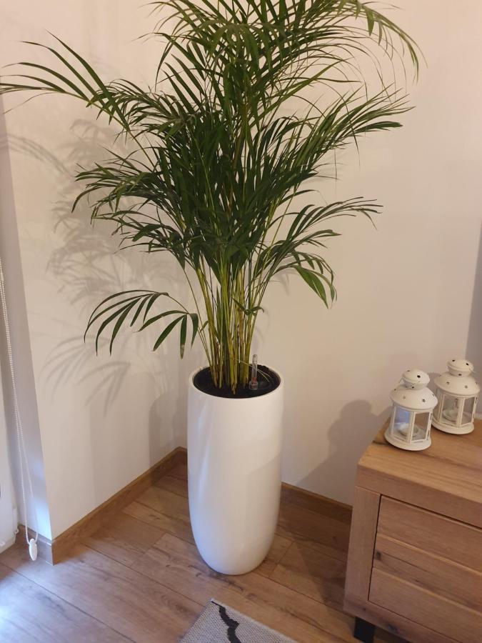 Apartament Number One Nova Wozownia 莱什诺 外观 照片